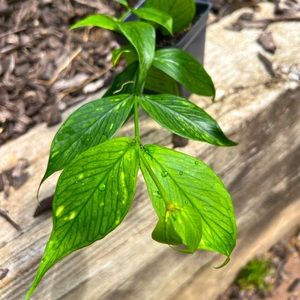 hoya polyneura cutting